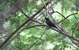 Image of Crow-biled Drongo