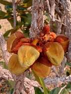 Image of Annona crassiflora Mart.