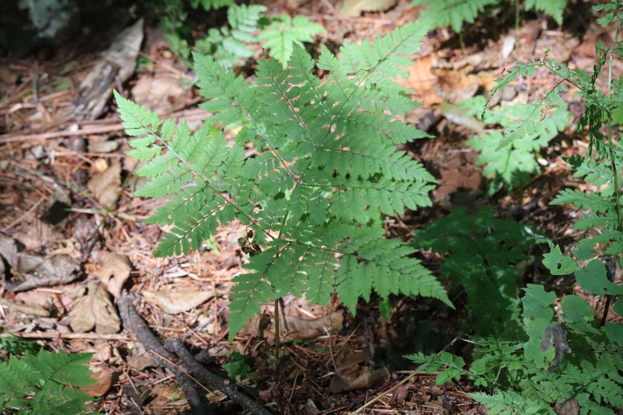 Image of Dryopteris amurensis (Milde) Christ