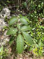 Tabebuia karsoana Trejo的圖片