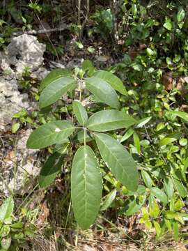 Image of Tabebuia karsoana Trejo