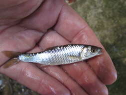 Image of Steelcolor Shiner