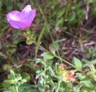 Image of Nuttall's Meadow-Beauty