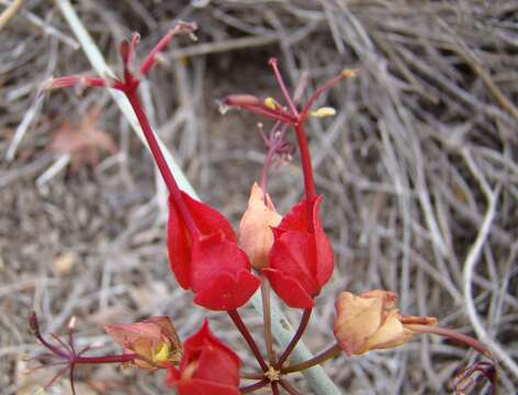 Image of Leafless wormbush