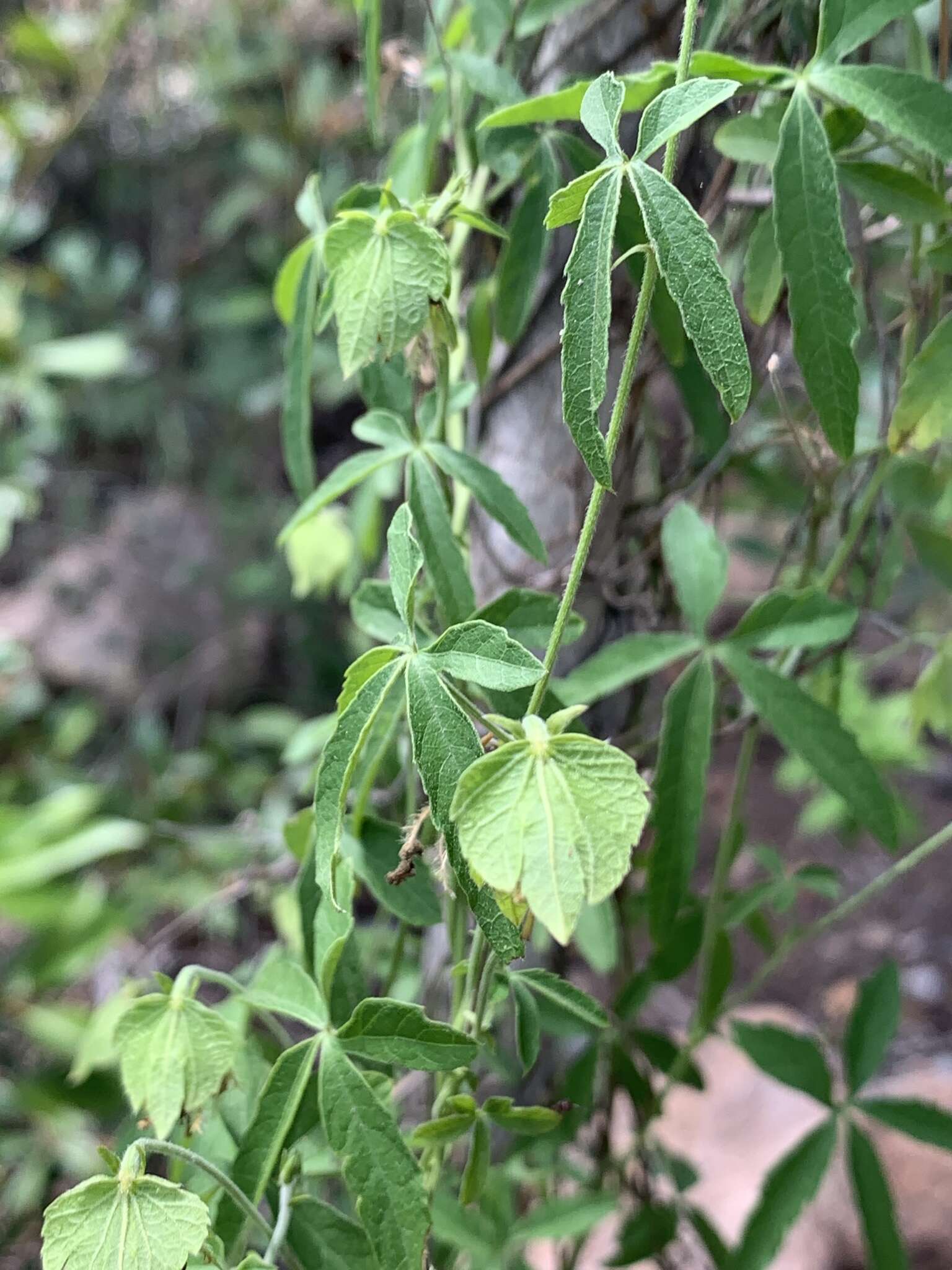 Image of Dalechampia galpinii Pax