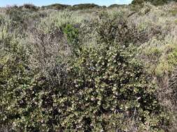 Plancia ëd Arctostaphylos morroensis Wiesl. & Schreiber