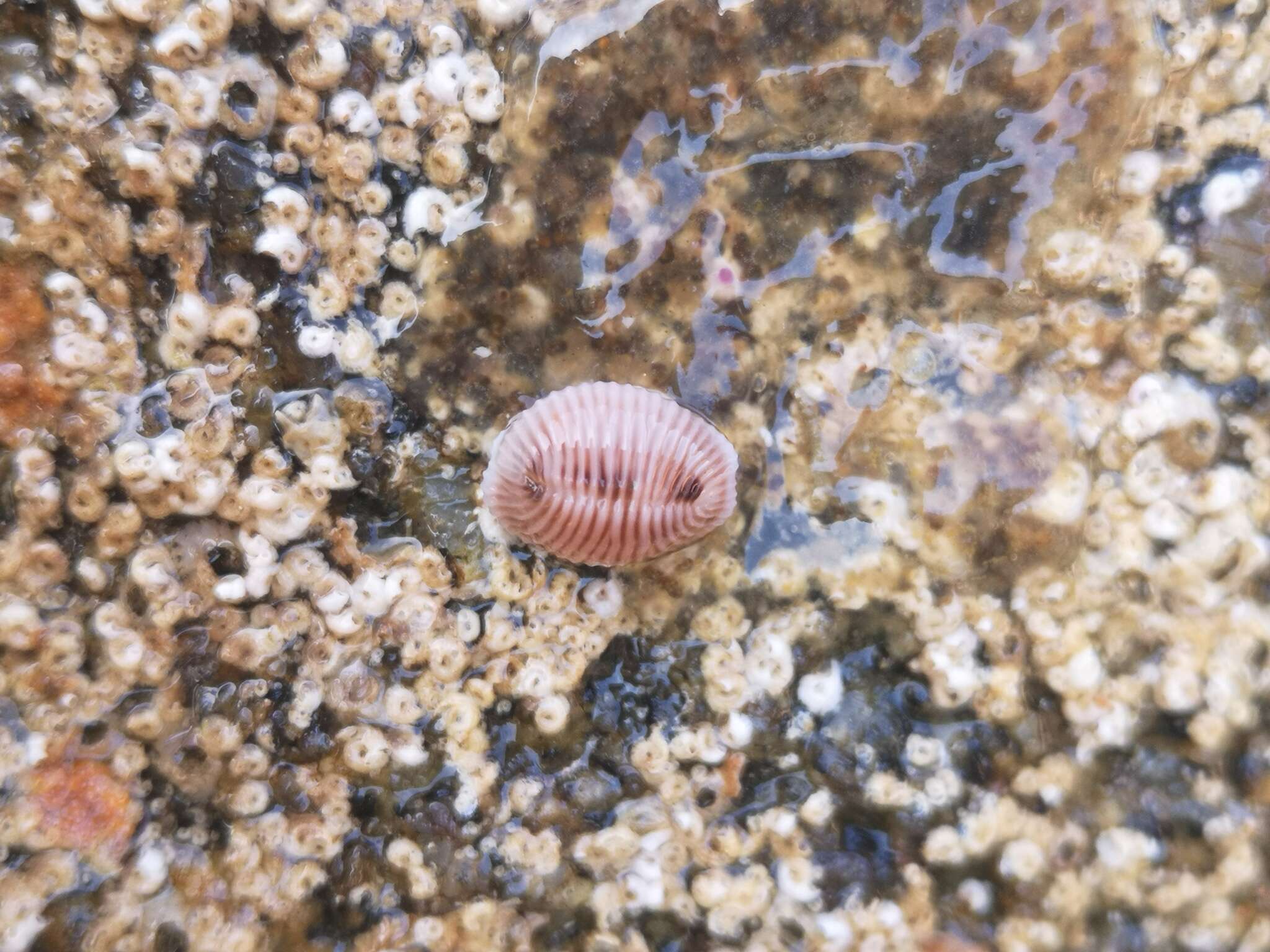 Image of European cowrie