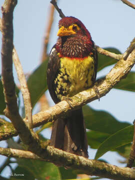 Image of Trachyphonus purpuratus elgonensis Sharpe 1891