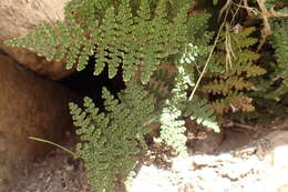 Image of Coville's lipfern