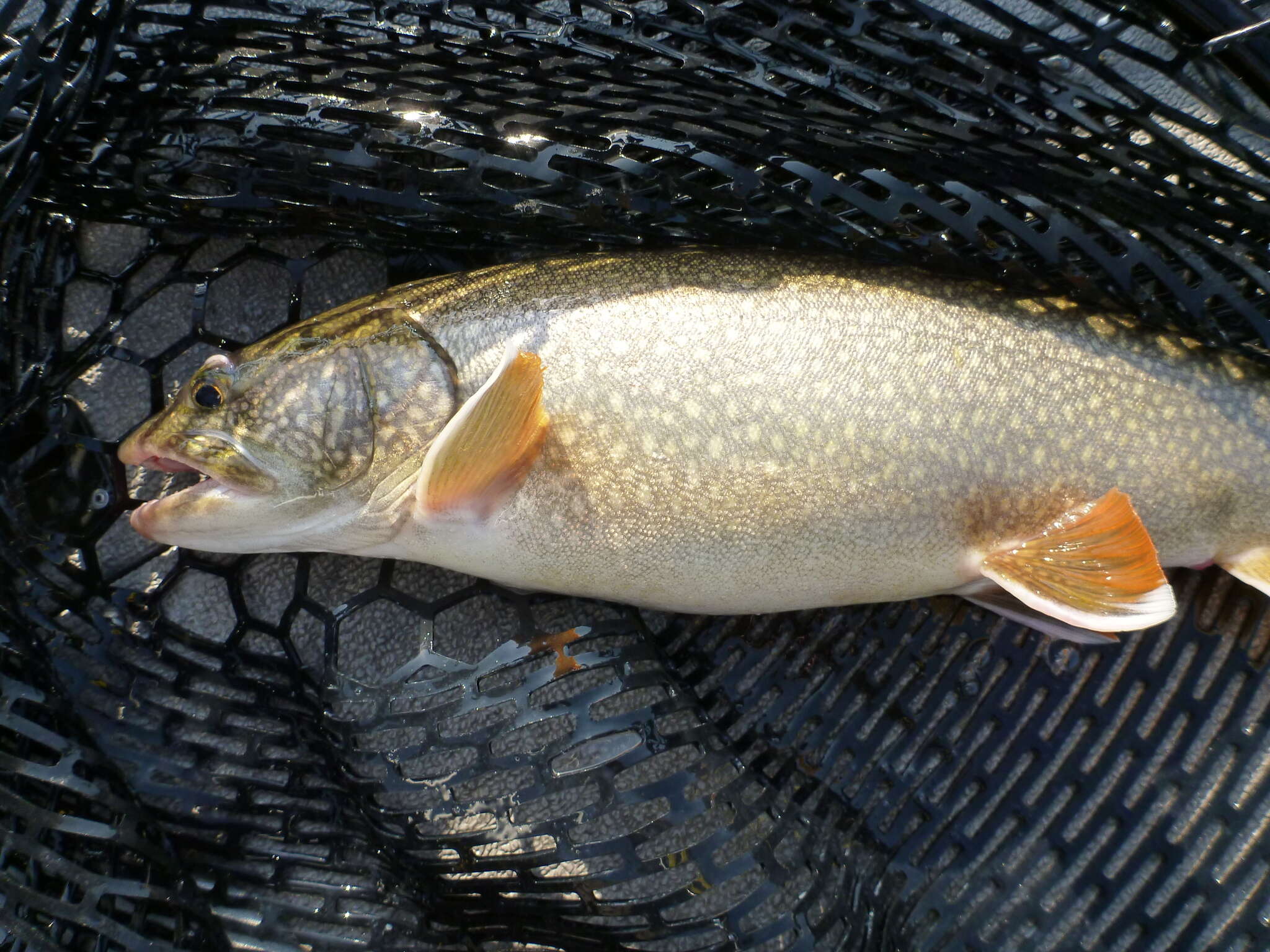 Image of lake trout