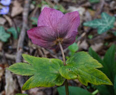 Image of Helleborus × hybridus H. Vilm.