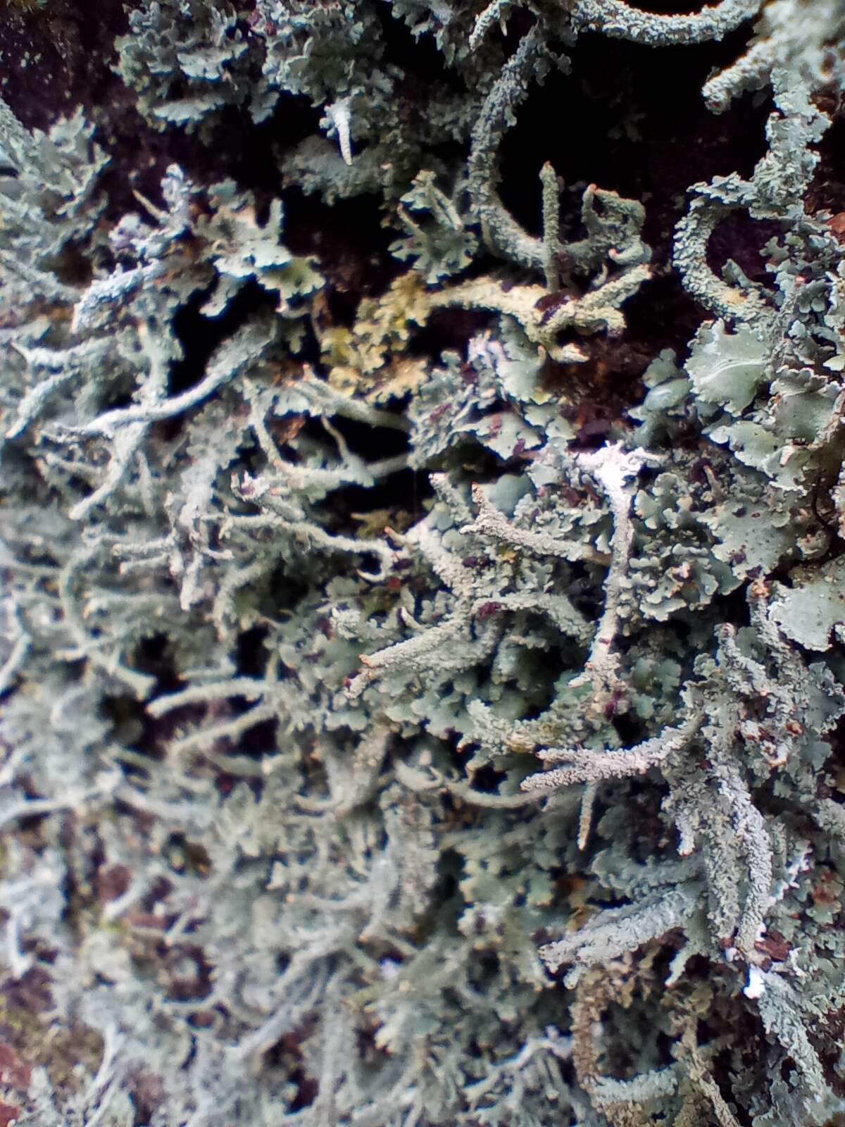 Image of Cladonia polydactyla (Flörke) Spreng.