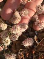 Imagem de Eriogonum nudum var. oblongifolium S. Wats.