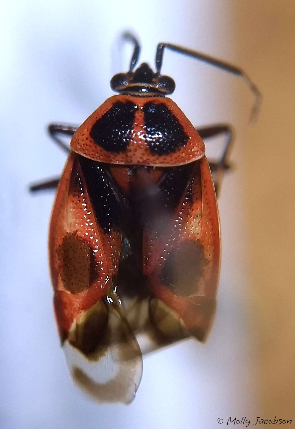 Image of Deraeocoris histrio (Reuter 1876)