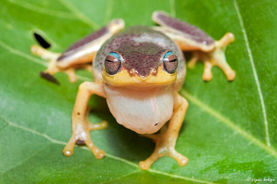 Image of Manantoddy bubble-nest frog