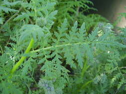 Plancia ëd Phacelia tanacetifolia Benth.