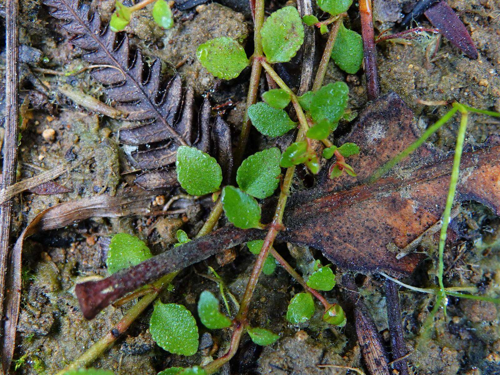 Image of Gonocarpus micranthus Thunb.