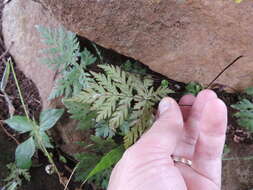 Image of Doryopteris concolor (Langsd. & Fisch.) Kuhn