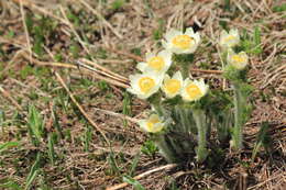 Image of white pasqueflower