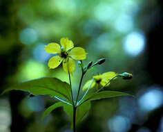 Image of fringed loosestrife