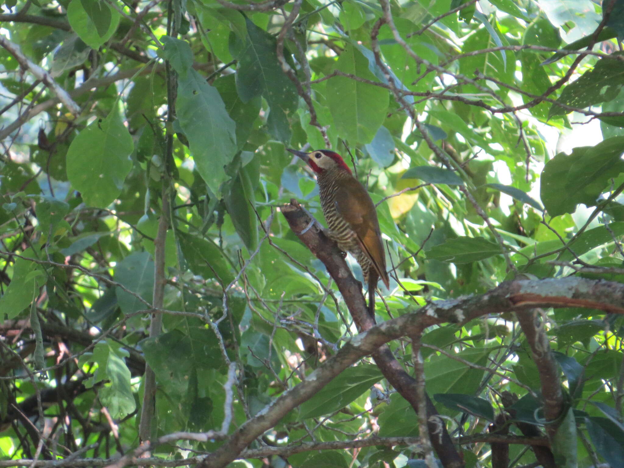 Image of Colaptes rubiginosus tucumanus (Cabanis 1883)