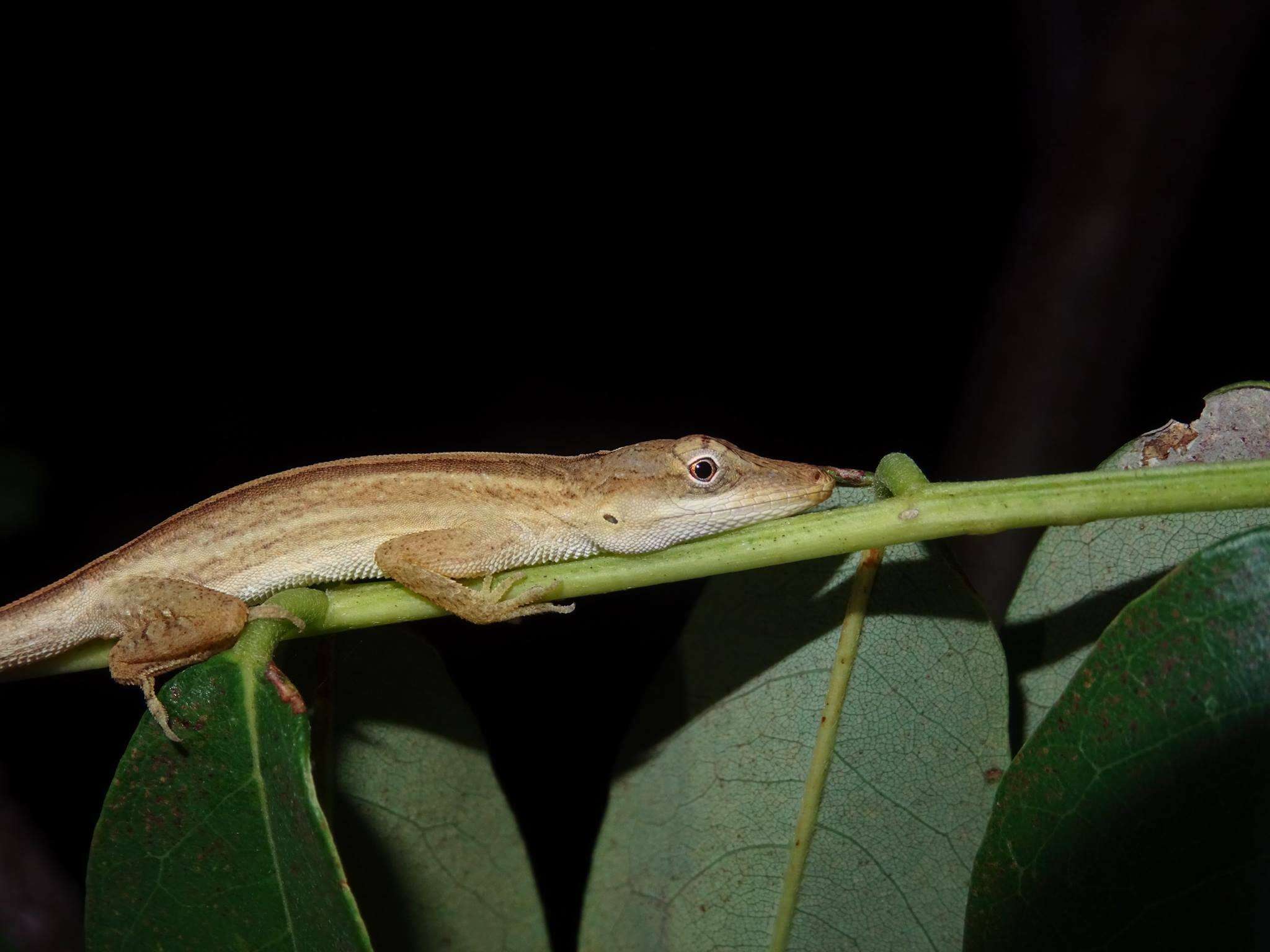 Imagem de Anolis unilobatus Köhler & Vesely 2010