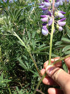 Imagem de Lupinus variicolor Steud.