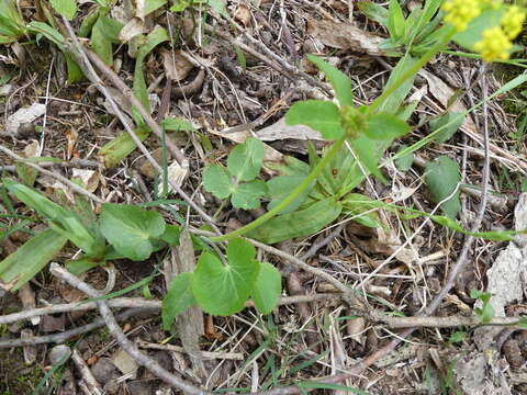 Sivun Zizia aptera (A. Gray) Fern. kuva