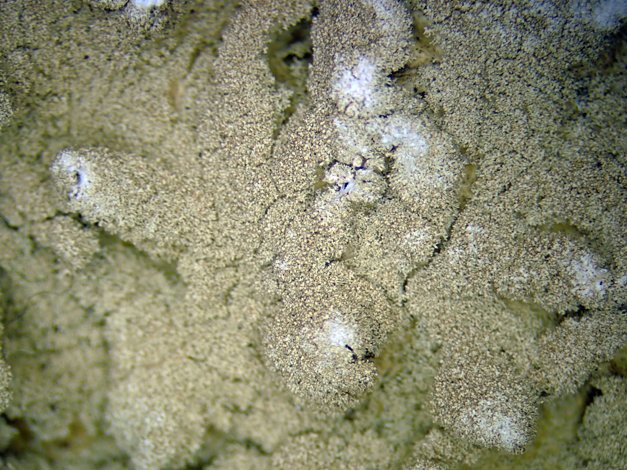 Imagem de Canomaculina subtinctoria (Zahlbr.) Elix