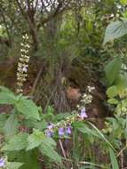 Image de Salvia rypara Briq.