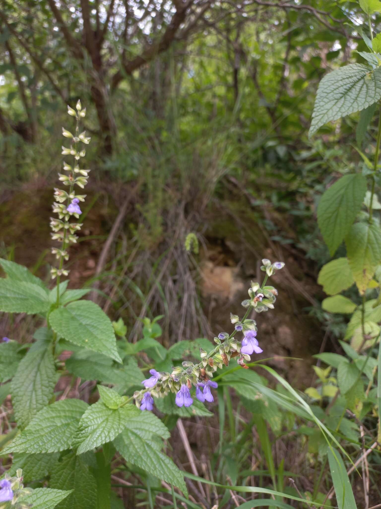 Image de Salvia rypara Briq.