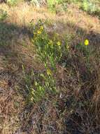 Image of Atlantic St. John's-Wort