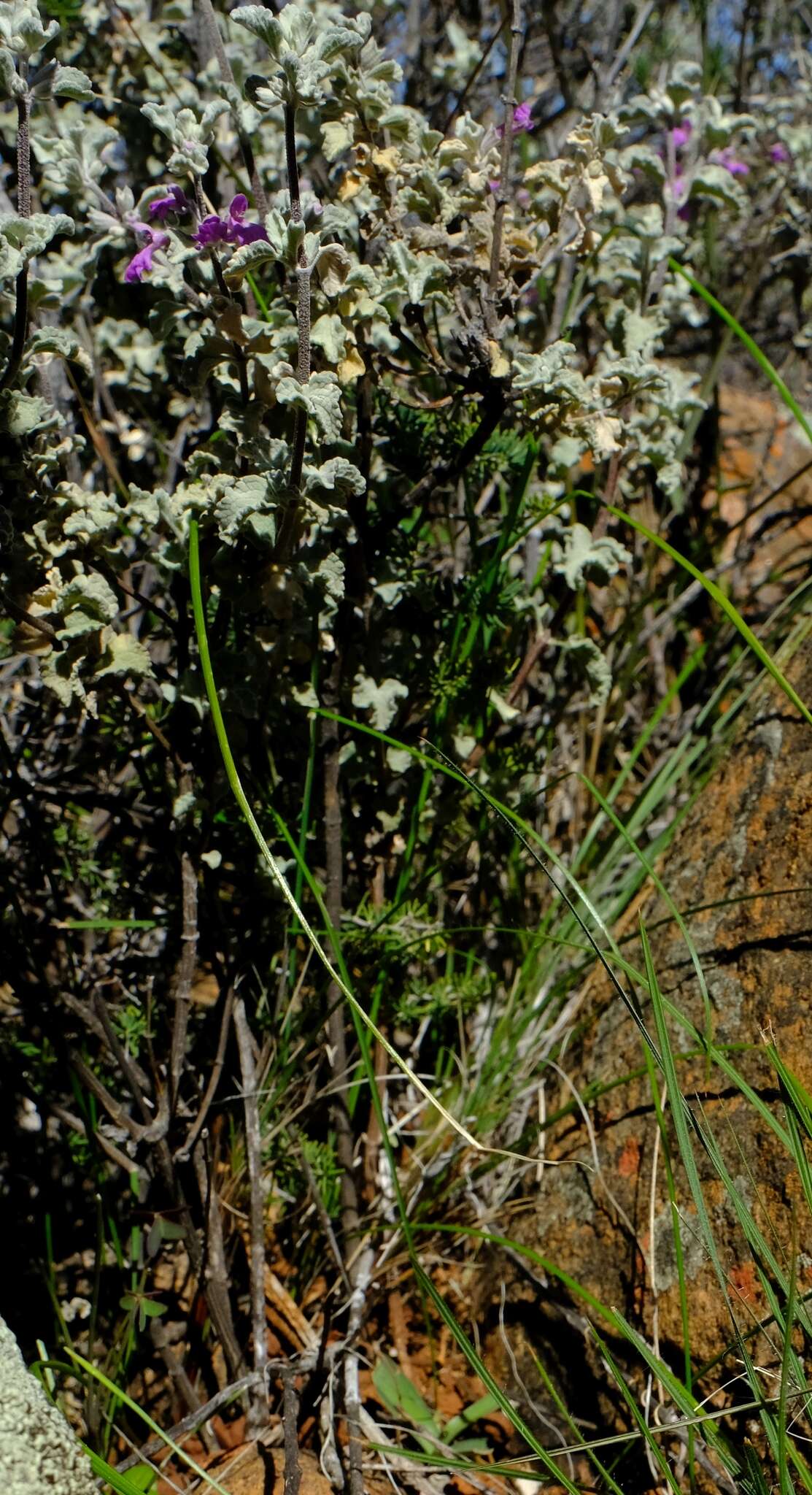 Слика од Stachys zeyheri Skan