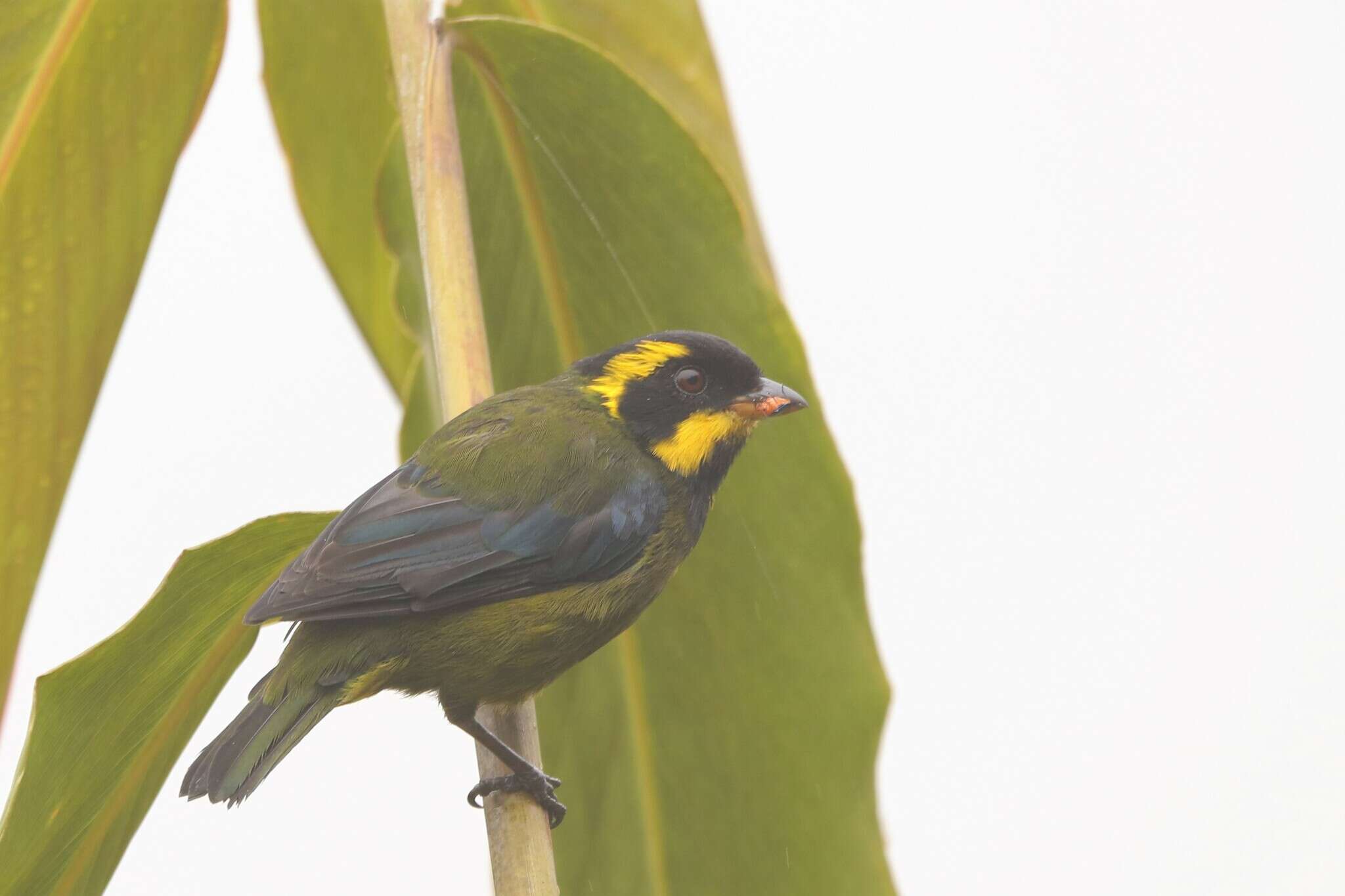 Image of Gold-ringed Tanager