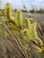 Image of Almond-leaved Willow