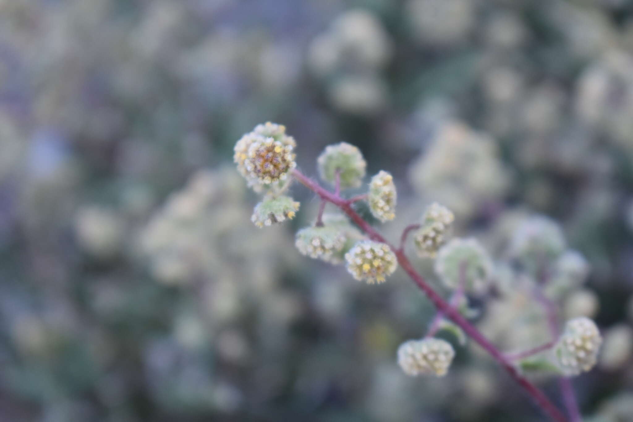 Image of Ambrosia flexuosa (A. Gray) W. W. Payne