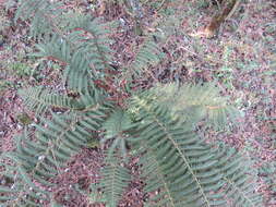 Image de Polystichum speciosissimum (A. Br. ex Kunze) Copel.