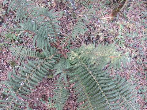 Polystichum speciosissimum (A. Br. ex Kunze) Copel. resmi