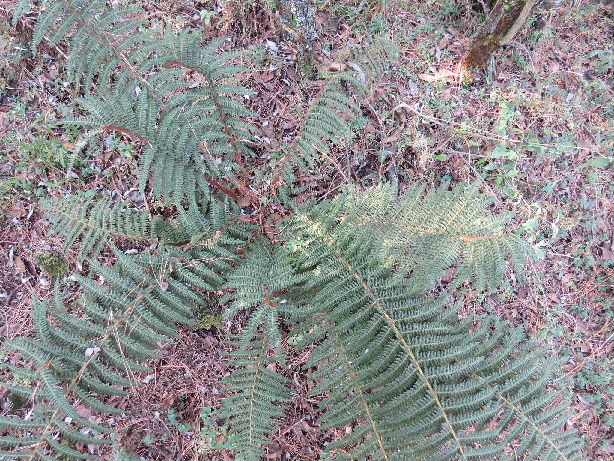 Image of Polystichum speciosissimum (A. Br. ex Kunze) Copel.