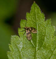 Image of Trichomyia urbica Haliday 1839