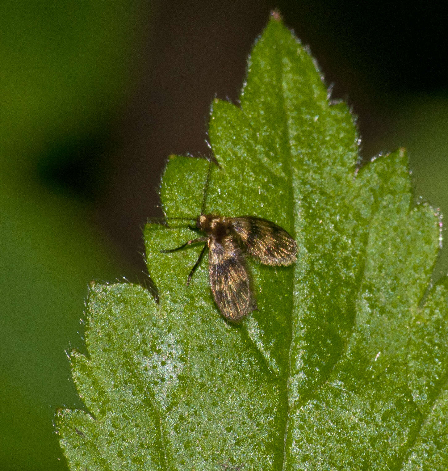 Image of Trichomyia urbica Haliday 1839