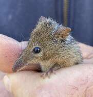 Image of honey possums