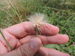 Image of Texas skeletonplant