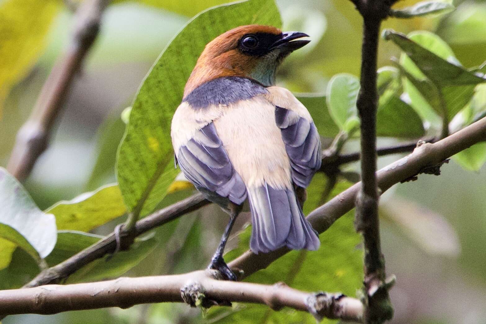 Stilpnia peruviana (Desmarest 1806) resmi