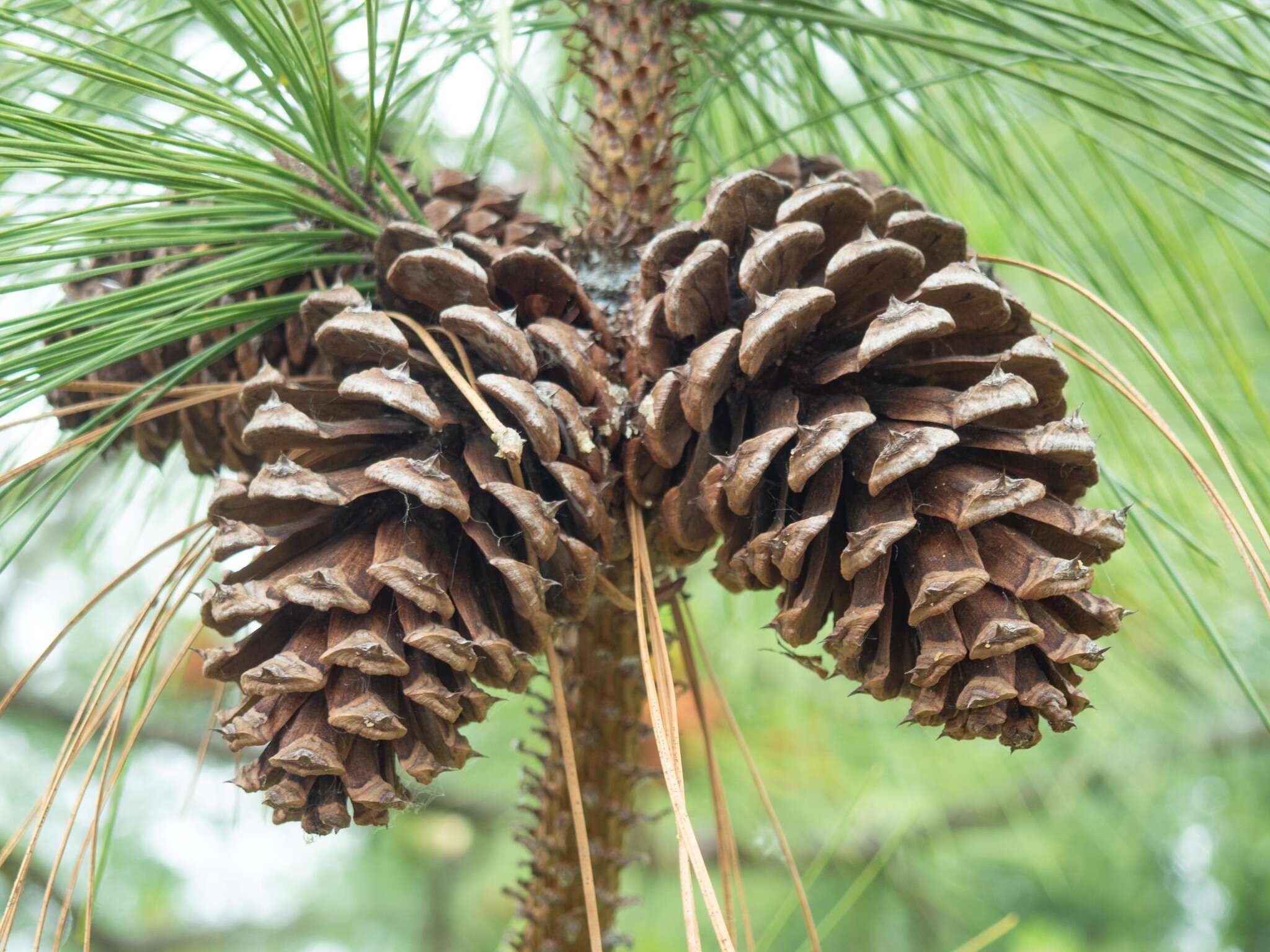 Image of ponderosa pine