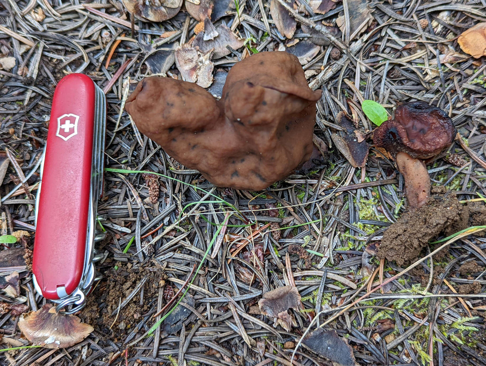 Imagem de Gyromitra ambigua (P. Karst.) Harmaja 1969