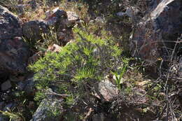 Euphorbia loricata Lam. resmi