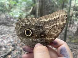 Image of Caligo illioneus oberon Butler 1870