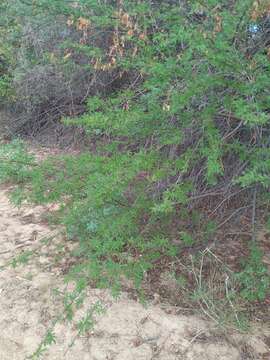 Image of Mimosa tenuiflora (Willd.) Poir.