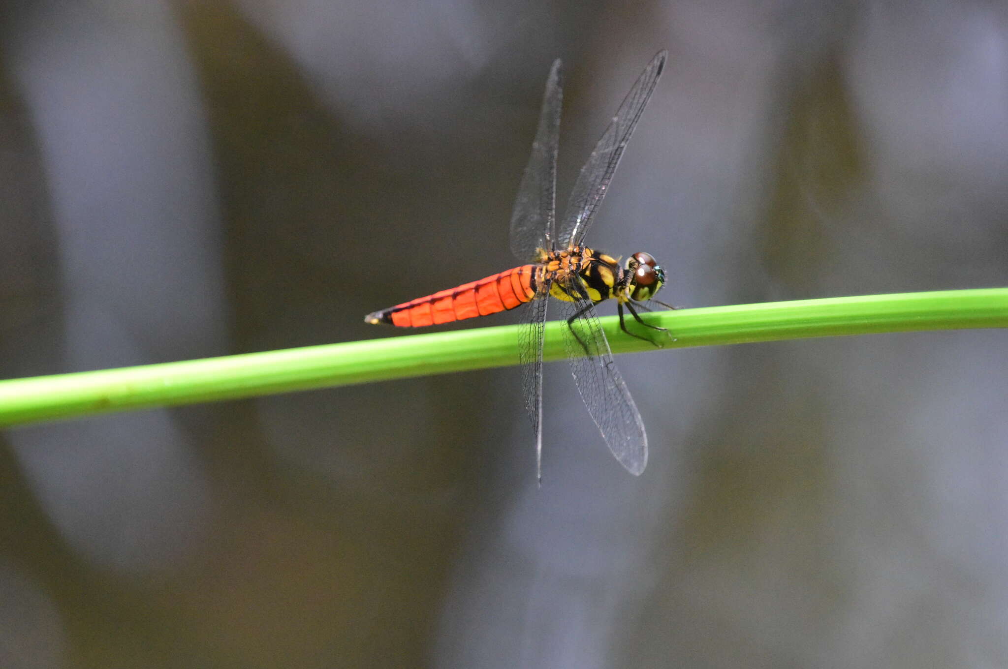 Plancia ëd Lyriothemis elegantissima Selys 1883